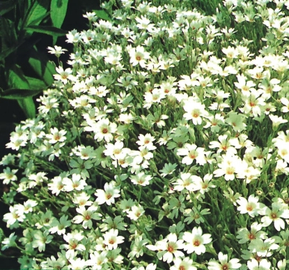 Picture of Cerastium - Tomentosum